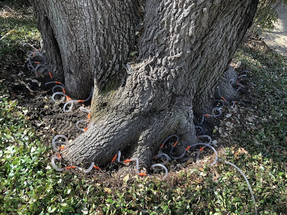 Detailed Tree Cabling and Bracing job site in Leary