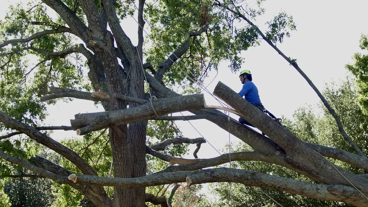 Professional Crown Thinning performed by certified arborists in Leary