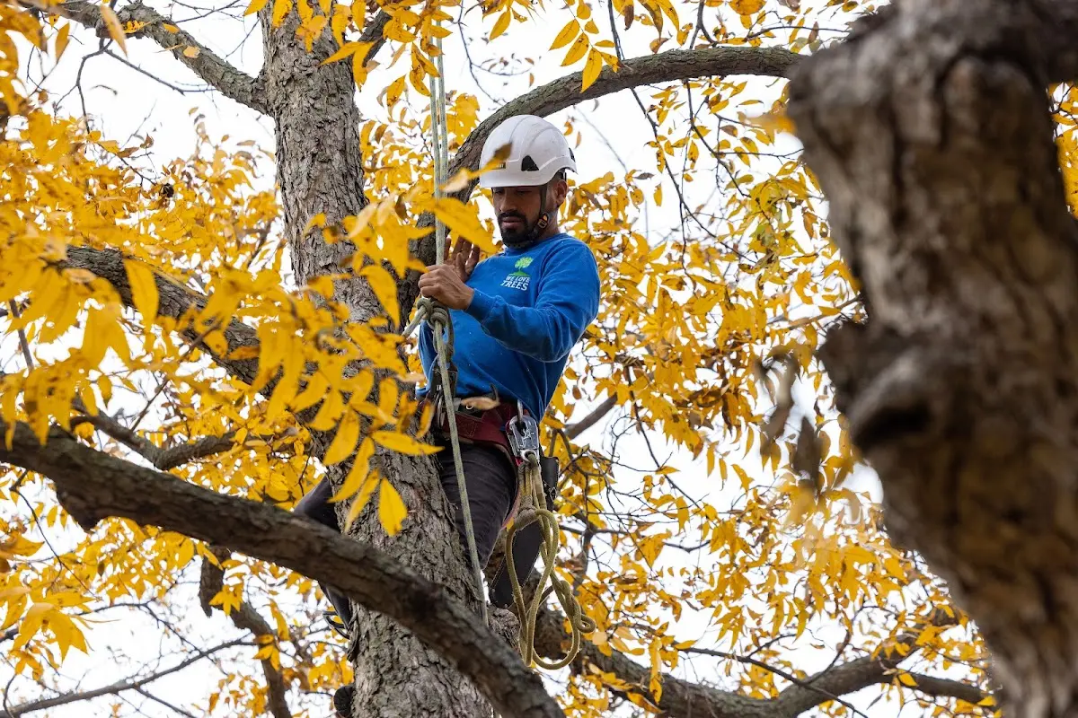 Skilled Storm Damage Cleanup crew working in Leary